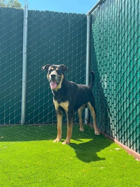 MORTY - Rottweiler for adoption in San Bernardino