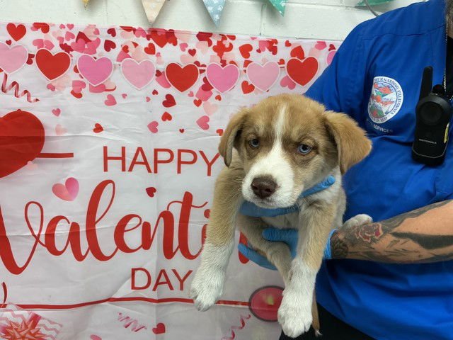 JINXY - German Shepherd Dog available for adoption