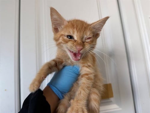 VINCENT - Domestic Short Hair available for adoption