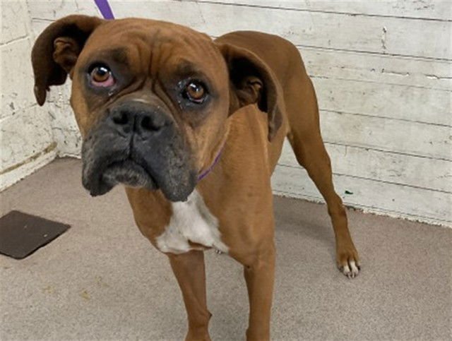 BABYGIRL - Boxer available for adoption