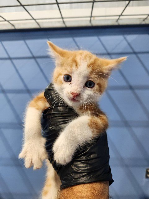 BOBBY - Domestic Short Hair available for adoption