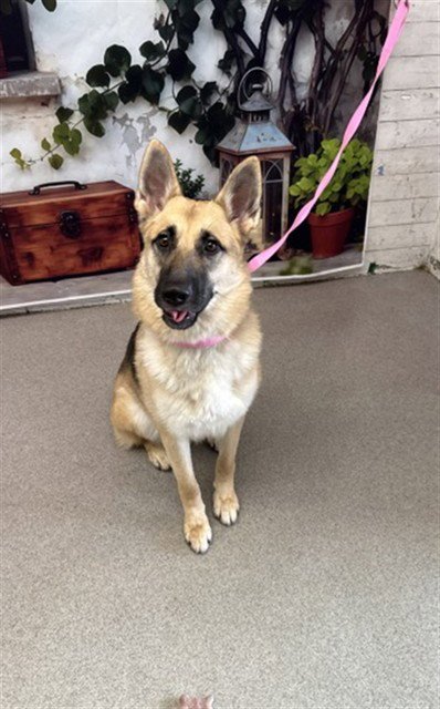 DARLA - German Shepherd Dog available for adoption