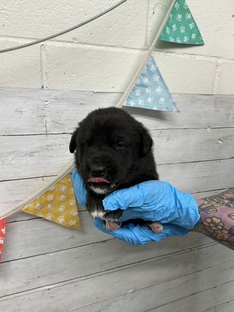 MELON - Labrador Retriever available for adoption