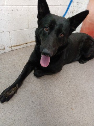 LOUISE - German Shepherd Dog available for adoption