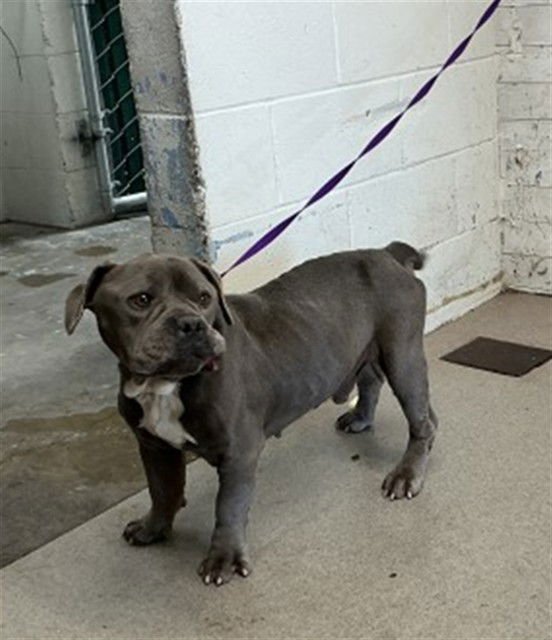 ATLAS - Pit Bull Terrier available for adoption