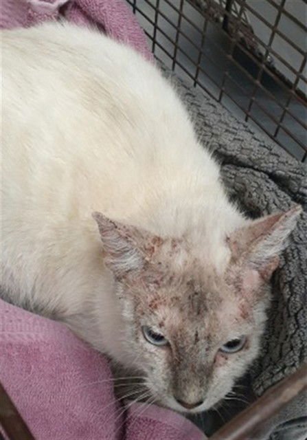 PEBBLES - Domestic Short Hair available for adoption