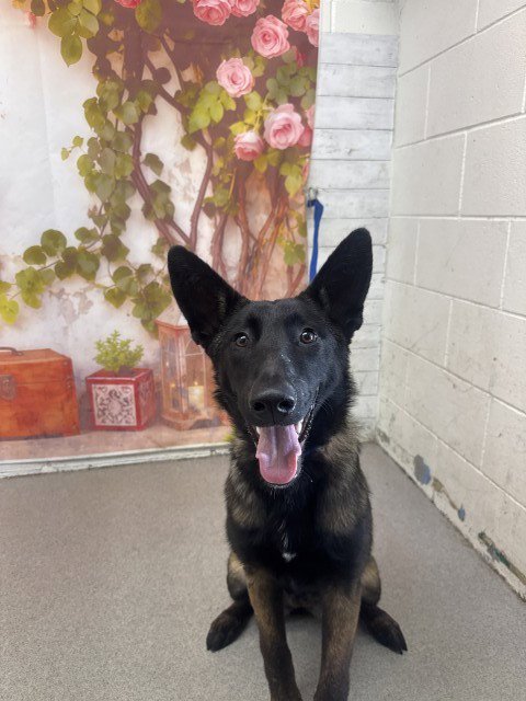 ELSA - Belgian Shepherd Malinois available for adoption