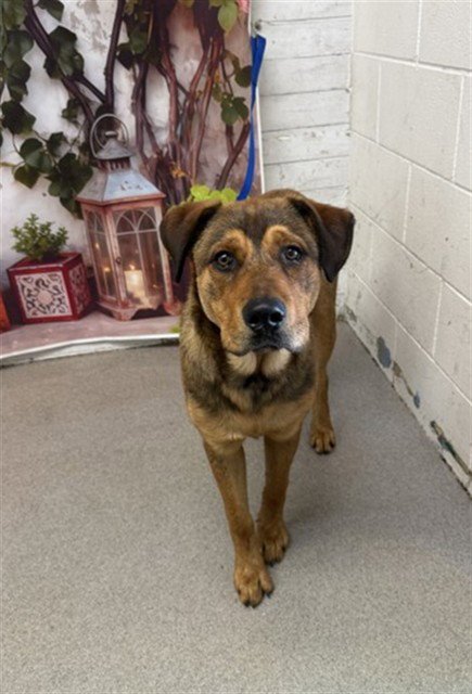 ALDO - German Shepherd Dog available for adoption