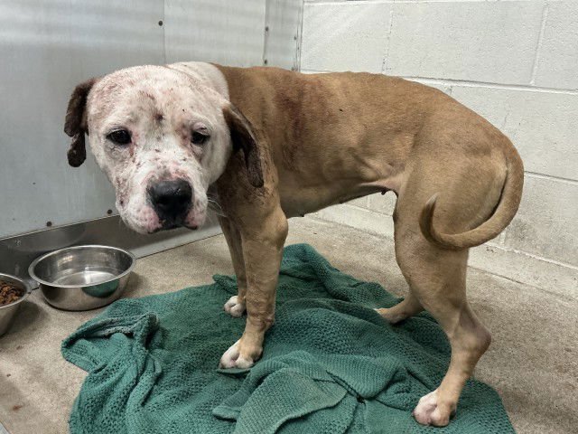 PEARL - Pit Bull Terrier available for adoption