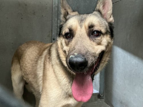VINCE - German Shepherd Dog available for adoption
