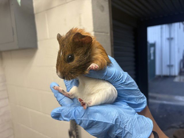 NIBBLE - Guinea Pig available for adoption