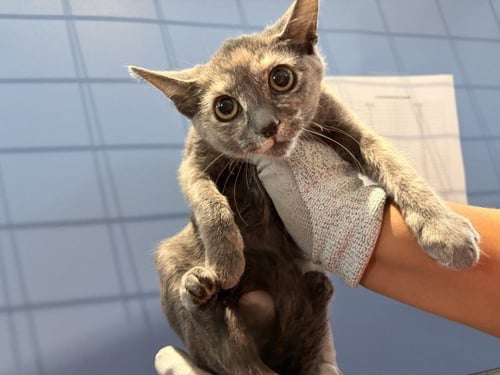 CONSUELA - Domestic Short Hair available for adoption
