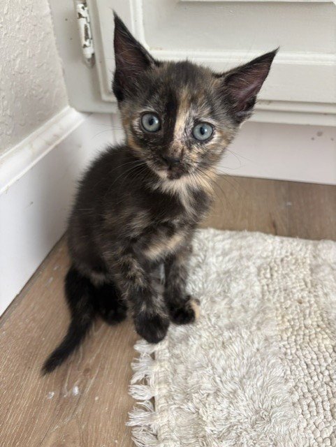 JULIA - Domestic Medium Hair available for adoption