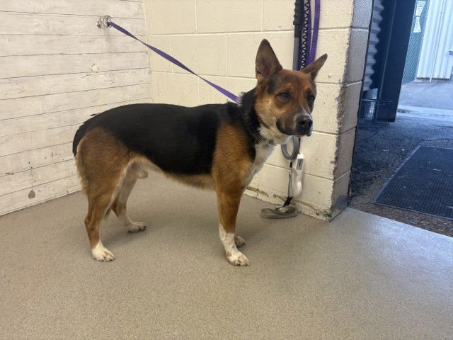 OWEN - German Shepherd Dog available for adoption