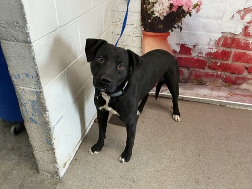 DRACO - Pit Bull Terrier available for adoption