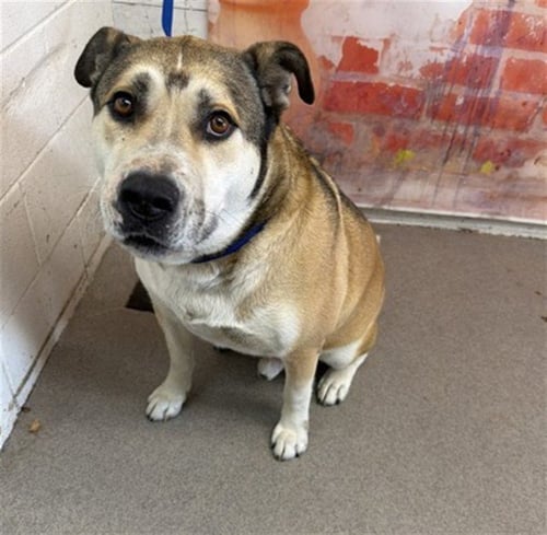 KING - German Shepherd Dog available for adoption