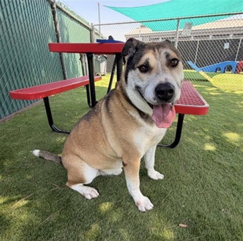 KING - German Shepherd Dog available for adoption