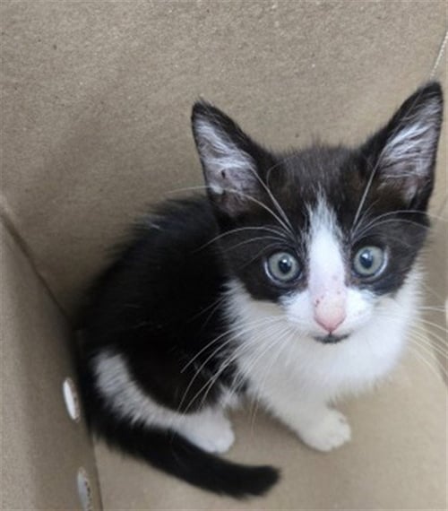 LUKE - Domestic Short Hair available for adoption