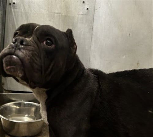 CHERRY - English Bulldog / Pit Bull Terrier available for adoption