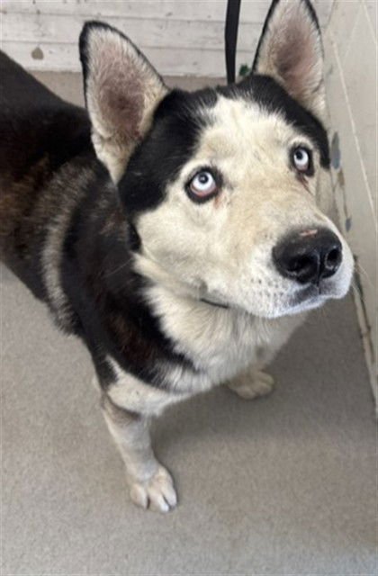 JANGO - Siberian Husky available for adoption