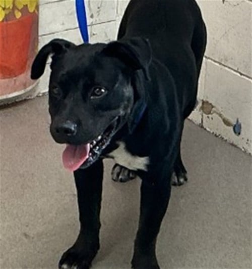 ARDIN - Pit Bull Terrier available for adoption
