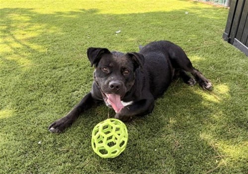 ARDIN - Pit Bull Terrier available for adoption
