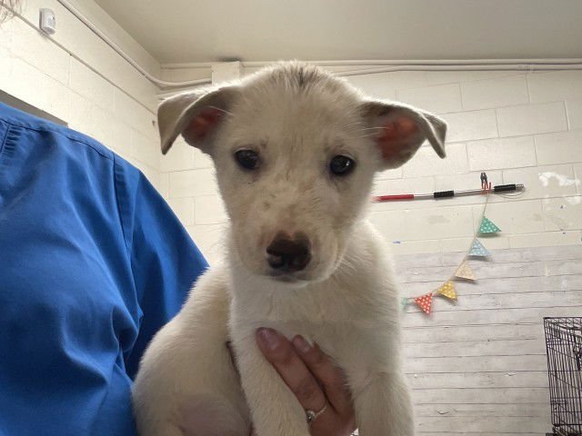 WALTER - Labrador Retriever available for adoption