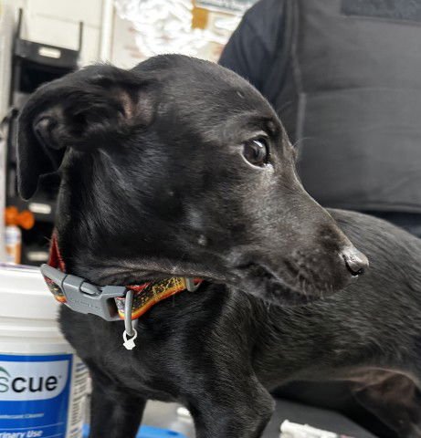 STACK - Chihuahua available for adoption