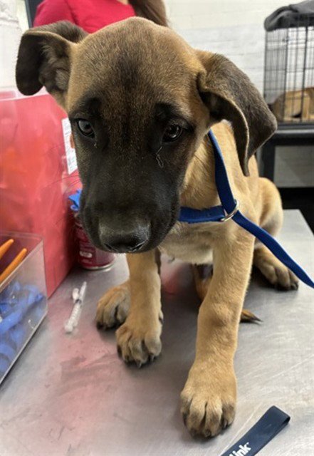 DUTCH - Pit Bull Terrier available for adoption