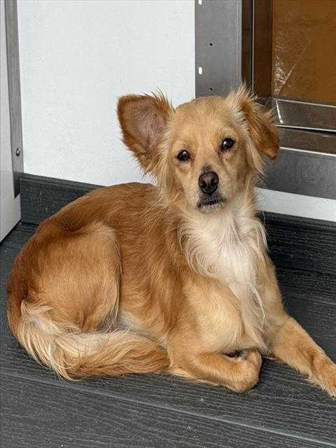 TAZ - Papillon available for adoption