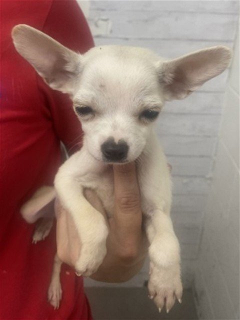 WALDORF - Chihuahua available for adoption