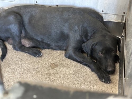 PUDDING - Labrador Retriever available for adoption