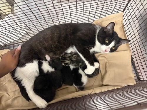 SABRINA - Domestic Short Hair for adoption in San Bernardino