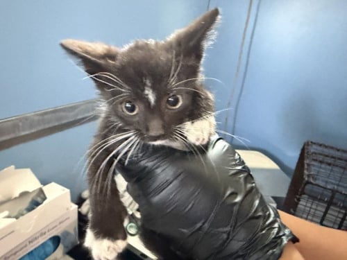 ALPHARD - Domestic Short Hair available for adoption