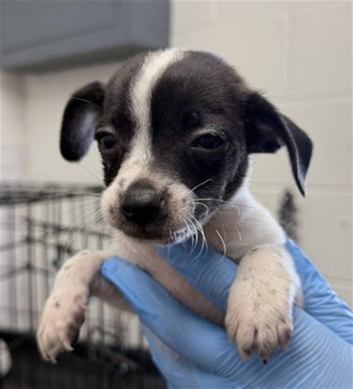 AUGUST - Chihuahua available for adoption