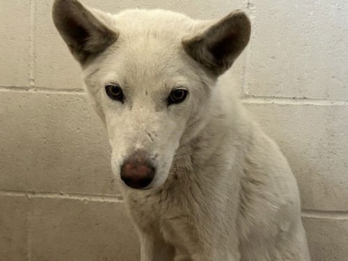 ERWIN - Siberian Husky available for adoption