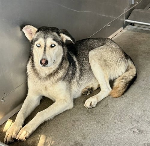 NIKI - Siberian Husky available for adoption