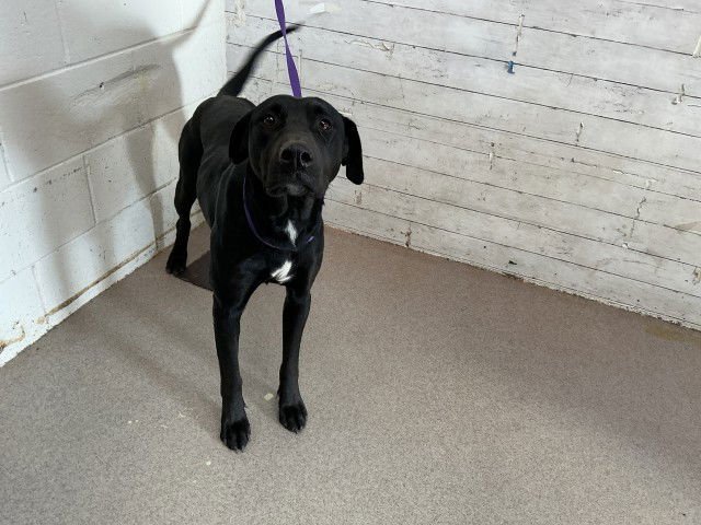 NORI - Labrador Retriever available for adoption