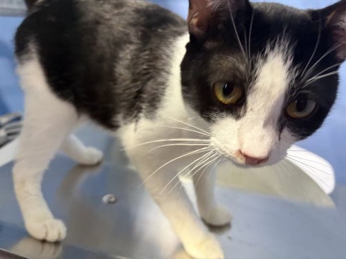ALVIN - Domestic Short Hair available for adoption