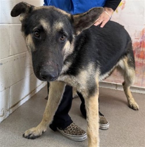 NIKOLAS - German Shepherd Dog available for adoption