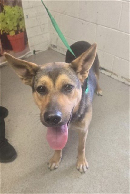 FALLON - German Shepherd Dog available for adoption