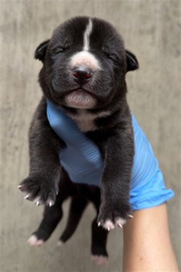 A596977 - Pit Bull Terrier available for adoption