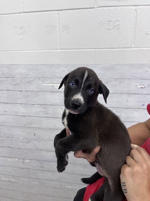 BABY RUTH - Labrador Retriever available for adoption