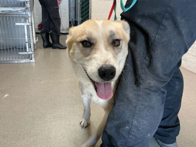 NYMRIA - German Shepherd Dog / Siberian Husky available for adoption