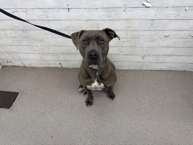 TWILIGHT - Pit Bull Terrier available for adoption