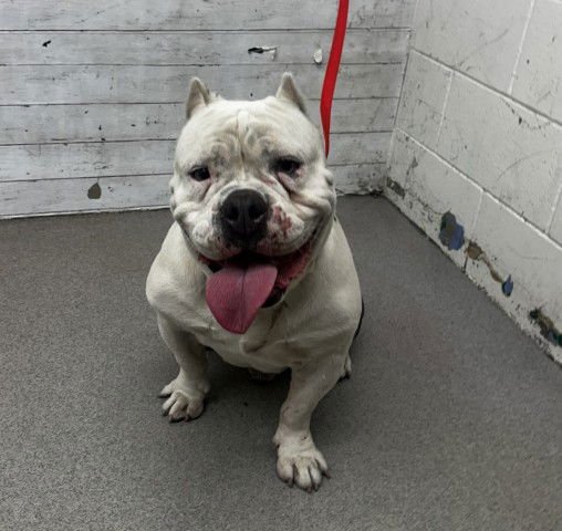 PAPA - Bulldog available for adoption