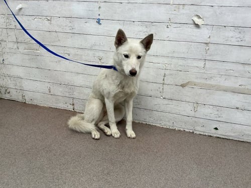 FERN - Siberian Husky available for adoption