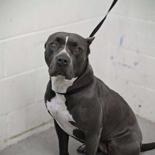 SISSY - Pit Bull Terrier available for adoption