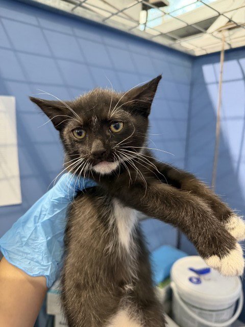 CADE - Domestic Short Hair available for adoption