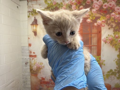 RZA - Domestic Short Hair for adoption in San Bernardino